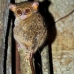 monkey_tarsier_eastern_tangkoko_v_0126_sul1301.jpg